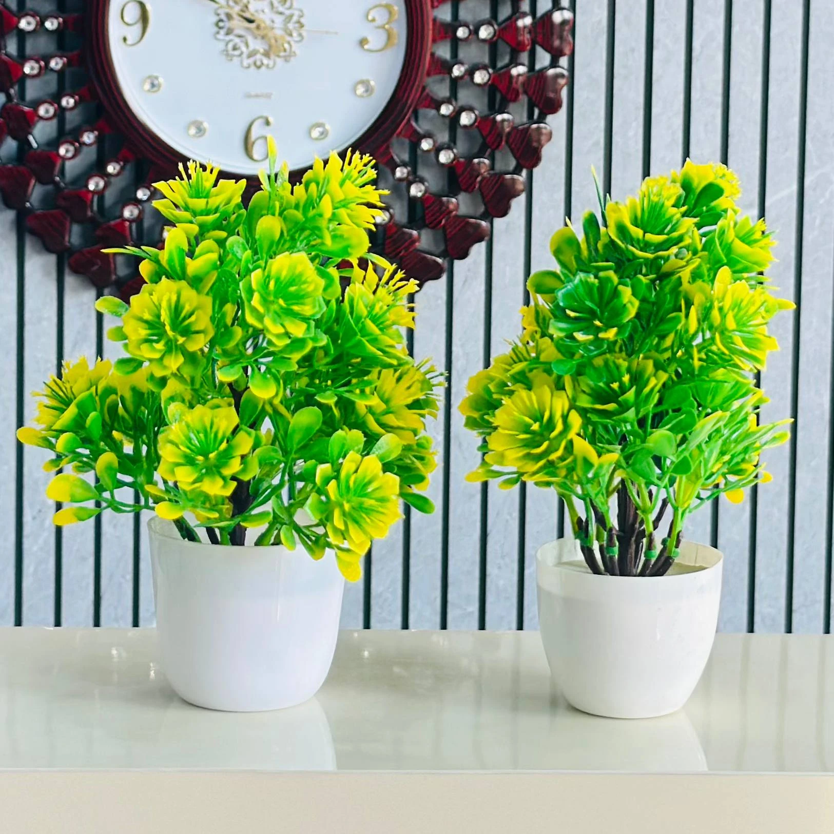 Green plants for Indoor decoration